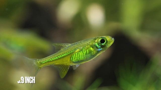Microdevario kubotai - Emerald Rasbora Care Guide смотреть онлайн