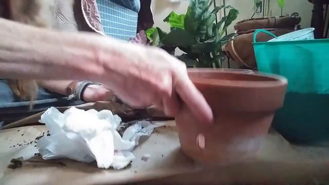 Plant Haul Calatheas 519 Medium смотреть онлайн
