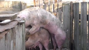 Плюсы и минусы искусственного покрытия свиней и натурального,стоит ли держать хряка?