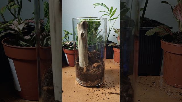 Terrarium Design Ideas: Fittonia and Moss with a Striking Wood Piece смотреть онлайн
