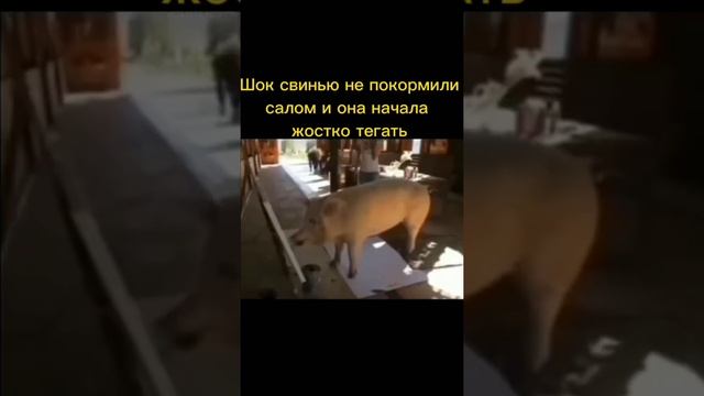 Пума пума тём пума пума тей. смотреть онлайн