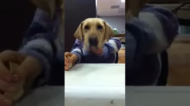 Dog head eating? смотреть онлайн