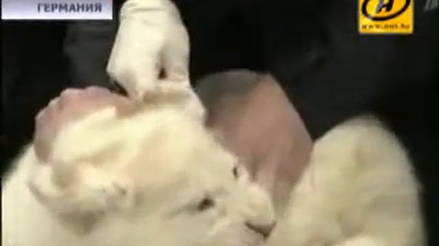 Немецкий зоопарк представил белых львят и тигрят смотреть онлайн