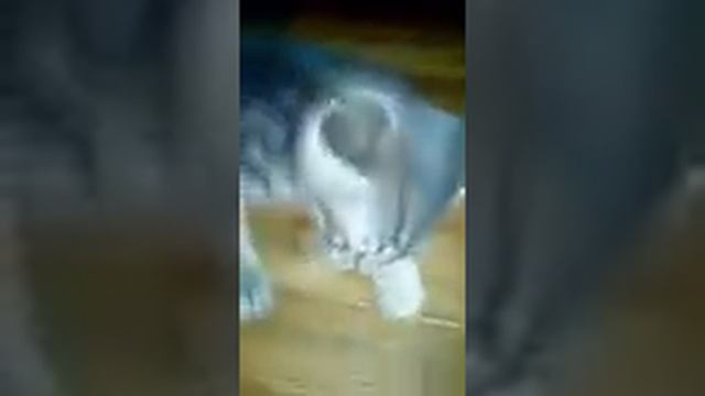 Котенок не дает мясо смотреть онлайн