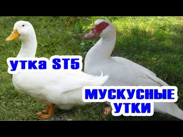 Запись на утят на весну Мускусные утки и бройлерные утки ST5 смотреть онлайн