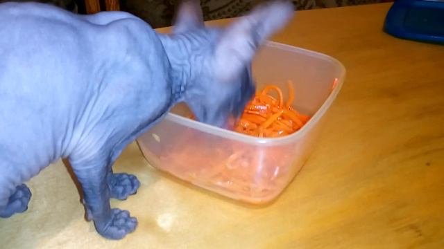 Наш сфинкс и корейская морковь))) смотреть онлайн
