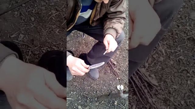 Весенняя прививка сливы в расщеп смотреть онлайн