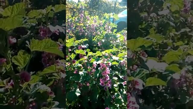 Малопа семейство мальвовые, чудо-цветочек!!! смотреть онлайн