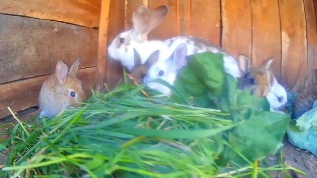 Белые и пушистые кролики! смотреть онлайн