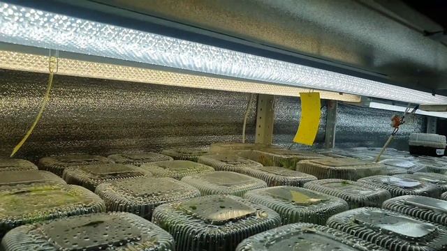 ТОСТЕРЫ БУТЕРБРОДЫ КОРОКСЫ ПЛАНЫ НА ДЕНЬ ВСЁ ПОШЛО НЕ ПО ПЛАНУ так бывает 19.11.21#деткиглоксиний смотреть онлайн