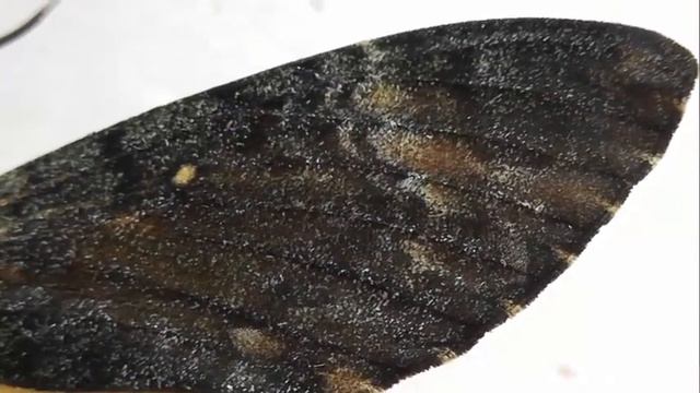 БРАЖНИКИ: 17. Acherontia styx (Мёртвая Голова Стикса) смотреть онлайн