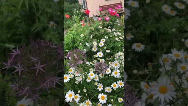 Ирис сибирский. смотреть онлайн