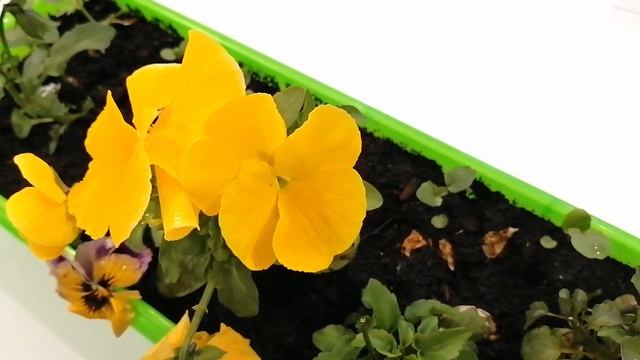 Виола ЖЕЛТАЯ крупноцветковая Анютины глазки смотреть онлайн