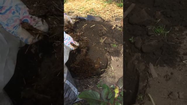 Посадка малины смотреть онлайн