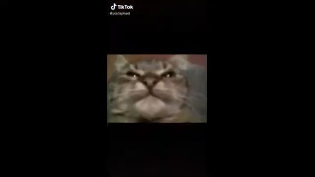 ПОДБОРКА / Кiт, ты маму мав? #1 смотреть онлайн