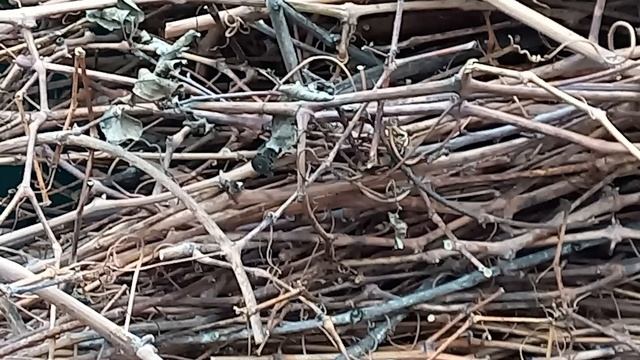 Переработка лозы винограда после обрезки. Как увеличить плодородие почвы #ТриЭкоВиноградник смотреть онлайн