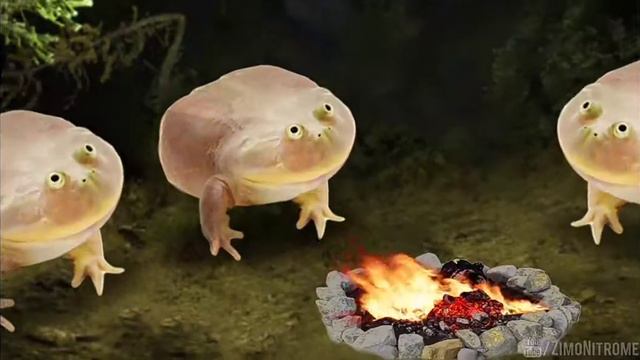 Смешные жабы🤣