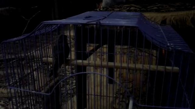 пение гибрида чижа и канарейки смотреть онлайн