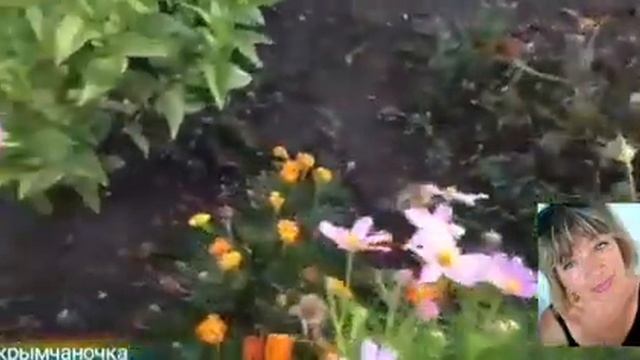 #мои_цветы_астры_космеи_хризантемы_колеусы_петунии-мальвы_низкорослые смотреть онлайн