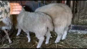 Куйбышевская порода овец. Баран гигант.