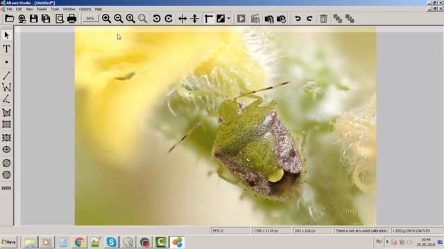 Multifocus - beetle. Altami Studio смотреть онлайн