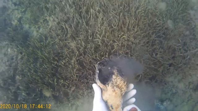 Крупная ракушка в средиземном море. 18.10.20 смотреть онлайн