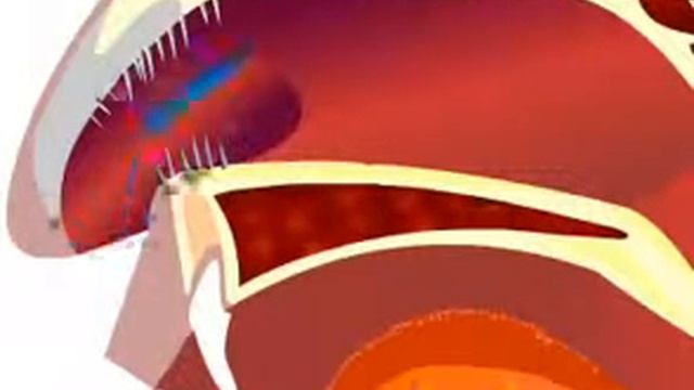 Носовая полость - Анатомия просто смотреть онлайн