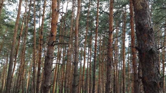 красивые и высокие сосны смотреть онлайн