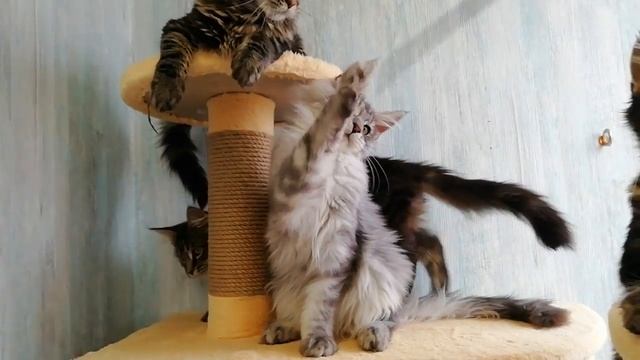 Черный серебристый мраморный мальчик котенок Мейн-кун, 4,5 месяца смотреть онлайн
