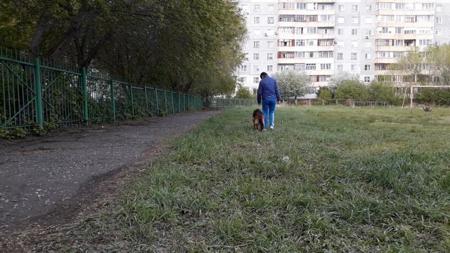 Как Купить Щенка Немецкой Овчарки,Как Найти Чемпиона. смотреть онлайн