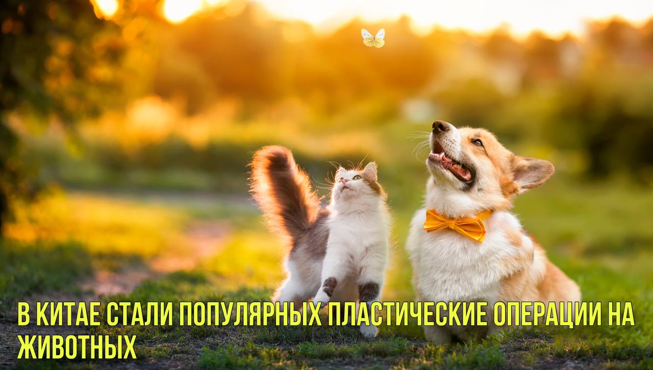 В Китае стали популярных пластические операции на животных | Новости Первого смотреть онлайн