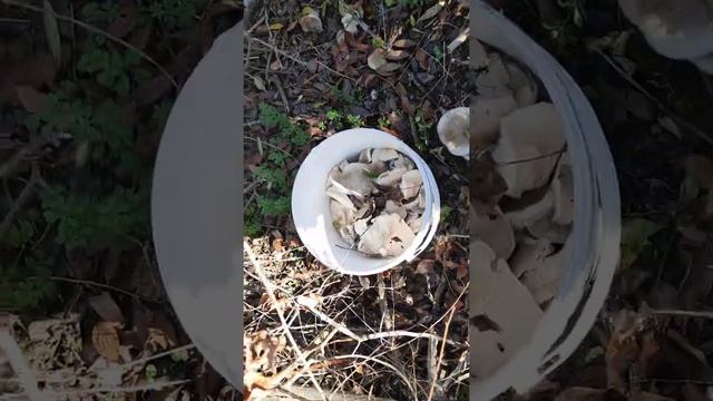 ОНИ ПРЯЧУТСЯ, А МЫ ВСЕ РАВНО НАХОДИМ. ГДЕ ? МНОГО ИХ? ГРИБЫ РЯДОВКИ. СЕЗОН 2021 смотреть онлайн