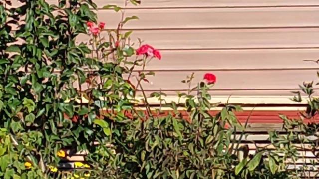 В выходной на 🏡дачу.Обход моих роз,маминых миксбордов. смотреть онлайн