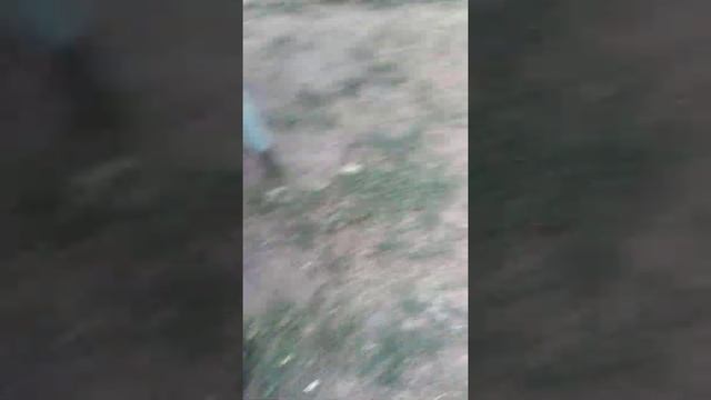 кошка крысоловка #прокотов смотреть онлайн