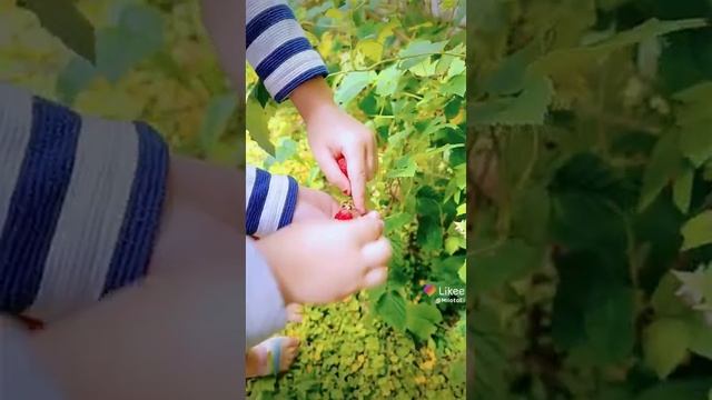 По малинку в сад пойдем...Солнышко во дворе, а в саду тропинка, сладкая ты моя ягодка малинка.