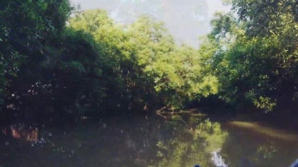 Mangrove Forest Kayaking | Bird watching | Pondicherry - Paradise for nature lovers ?