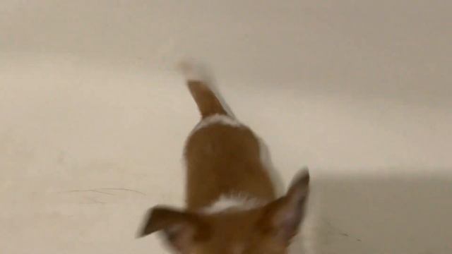 DIY. ДРТ. Джек Рассел терьер Мирта интересуется ванной. Jack Russell puppy смотреть онлайн
