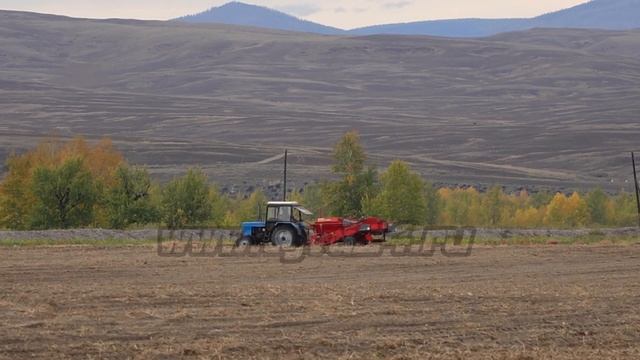 Капусту, морковь и картофель собирают на полях Тувы смотреть онлайн