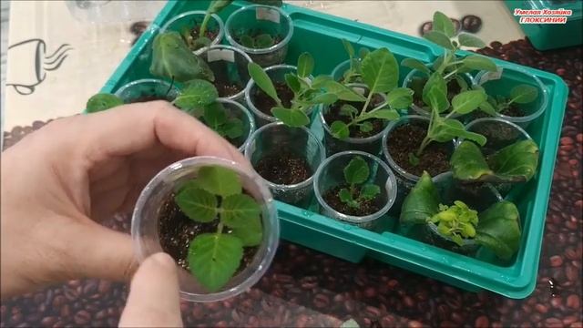 ПОЛИВ ТЕПЛИЧЕК с ? Глоксиниями ☑️ ПОВТОРНОЕ ПЕРЕУКОРЕНЕНИЕ смотреть онлайн