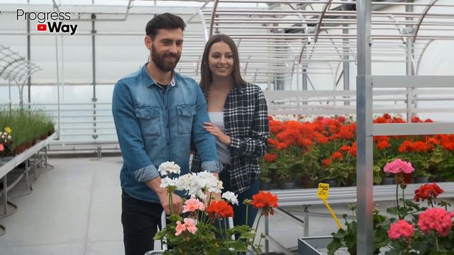 У Герани Листья Станут Зелеными Вот Простое Средство Для Пеларгонии! смотреть онлайн