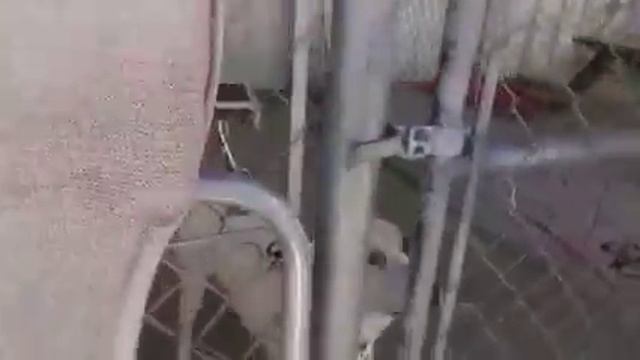 MCAS KENNEL WALKTHROUGH 3/5/16 смотреть онлайн