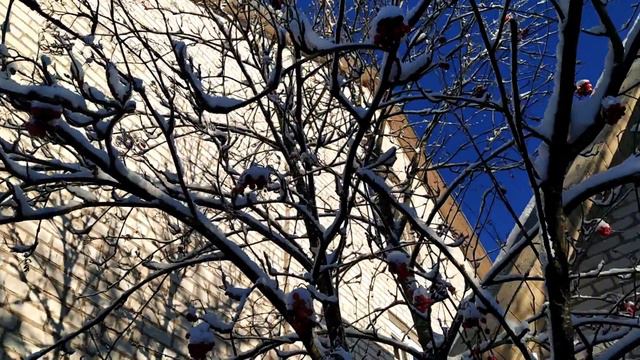 Колокольный звон в Спасо-Преображенском скиту на Рождество Христово. смотреть онлайн