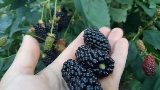 Ежевика Сорт бомбический смотреть онлайн