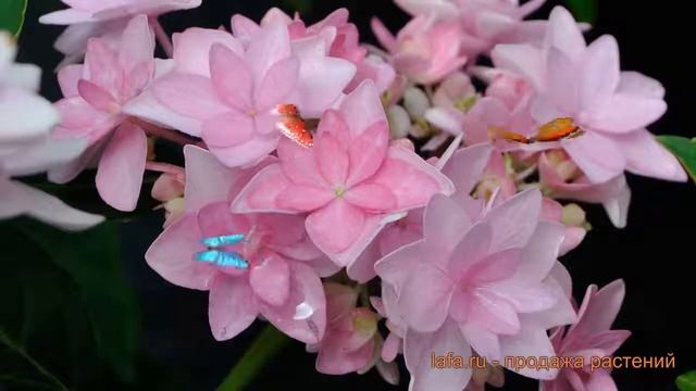 Гортензия крупнолистовая Романс Пинк ? обзор: как сажать, саженцы гортензии Романс Пинк смотреть онлайн