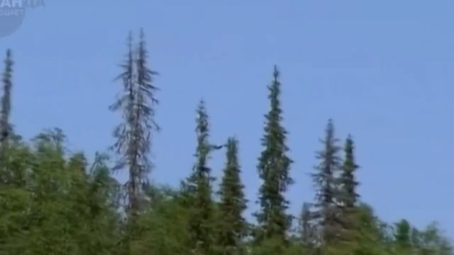 Два месяца орел прилетал к окну больницы – узнав причину такого поведения, люди пооткрывали рты смотреть онлайн