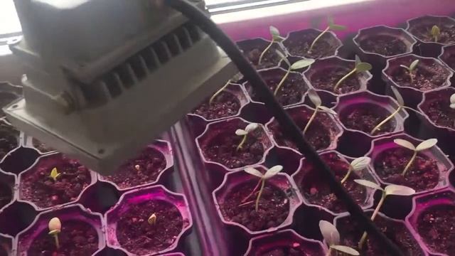 Всхожесть семян огурца Bejo смотреть онлайн