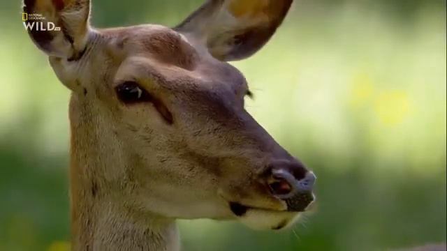 Мир диких животных. Дикая природа. Европа. смотреть онлайн