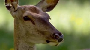 Мир диких животных. Дикая природа. Европа.