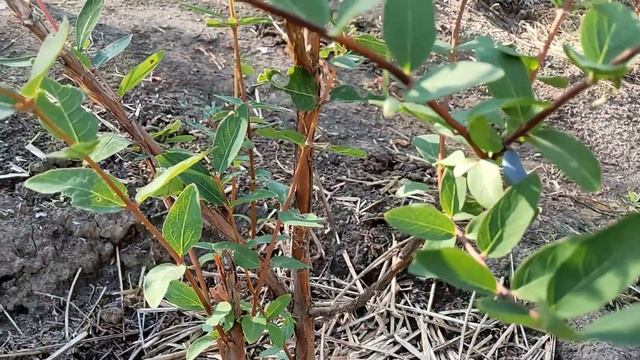 Строительные Консультации