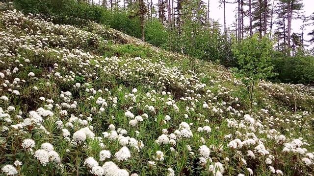 Где то багульник на сопках цветет смотреть онлайн